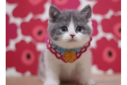 成約済の東京都のブリティッシュショートヘア-105337の4枚目